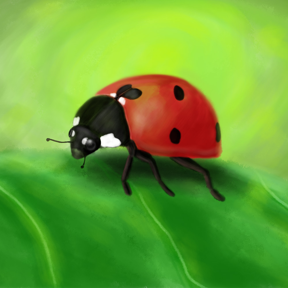 Ladybug